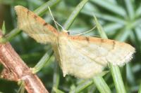 Idaea humiliata