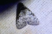 Meganola strigula