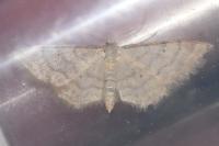 Idaea humiliata