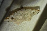 Macaria alternata
