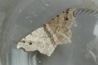 Macaria alternata
