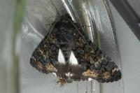 Catephia alchymista