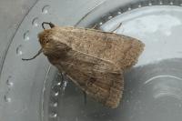 Hoplodrina