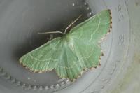 Thalera fimbrialis