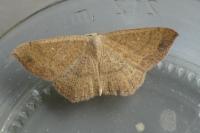 Cyclophora ruficiliaria
