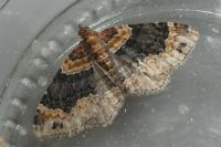 Xanthorhoe ferrugata