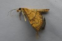 Anania verbascalis