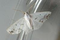 Lomographa temerata