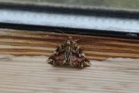 Callopistria juventina