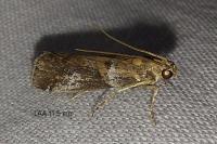 Acrobasis sodalella