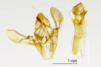 Acrobasis sodalella