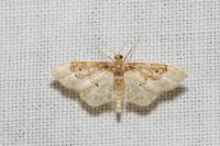 Idaea rusticata