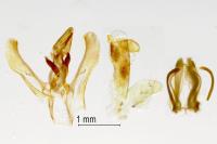 Elegia similella