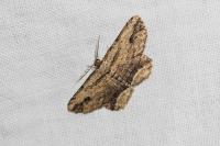 Menophra abruptaria