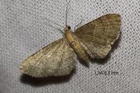 Eupithecia haworthiata