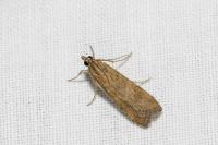 Nomophila noctuella