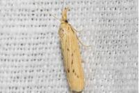 Ematheudes punctella