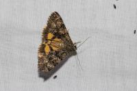 Catocala nymphagoga