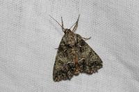 Polyphaenis sericata