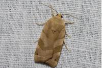 Noctua fimbriata/tirrenica