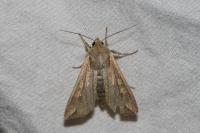 Mythimna unipuncta