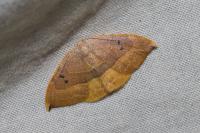 Watsonalla uncinula