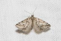 Eumannia oranaria