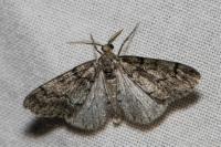 Tephronia sepiaria