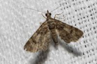 Gymnoscelis rufifasciata