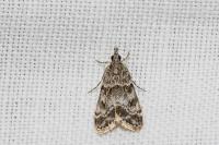 Eudonia mercurella