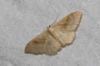 Idaea rubraria