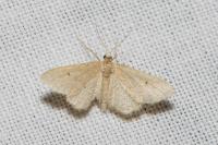 Idaea belemiata helianthemata