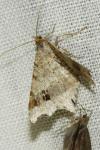 Macaria alternata