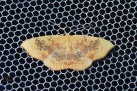 Cyclophora lennigiaria