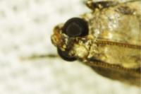 Acrobasis fallouella