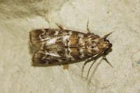 Dioryctria sylvestrella