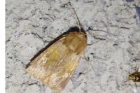 Amphipoea oculea