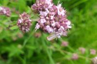 Catoptria margaritella