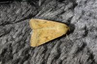 Helicoverpa armigera