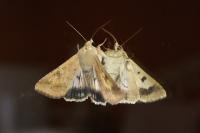 Helicoverpa armigera