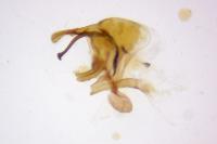 Cilix glaucata