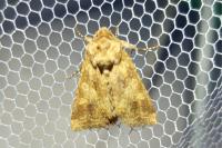 Conisania luteago olbiena