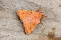 Odonestis pruni