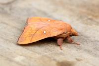 Odonestis pruni
