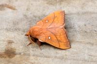Odonestis pruni