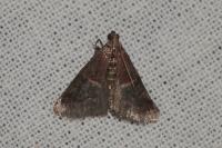 Acrobasis marmorea