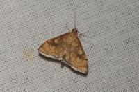 Anania verbascalis