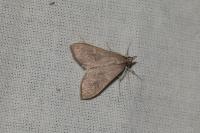 Mecyna asinalis