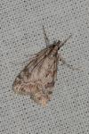 Scoparia pyralella/ingratella