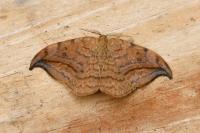 Drepana curvatula